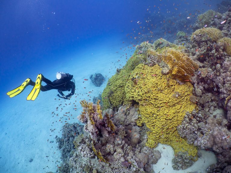 Búvár koralzátony mellett