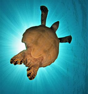 Búvárbiztosítás teknős